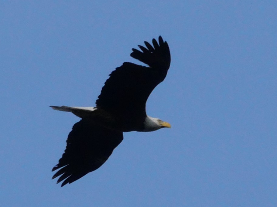 Bald Eagle - ML645093763