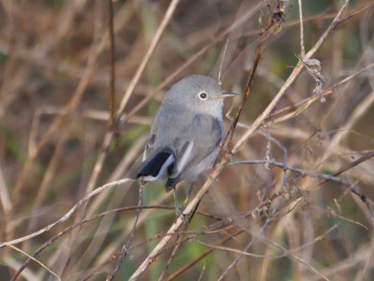 Комароловка сиза - ML645093767