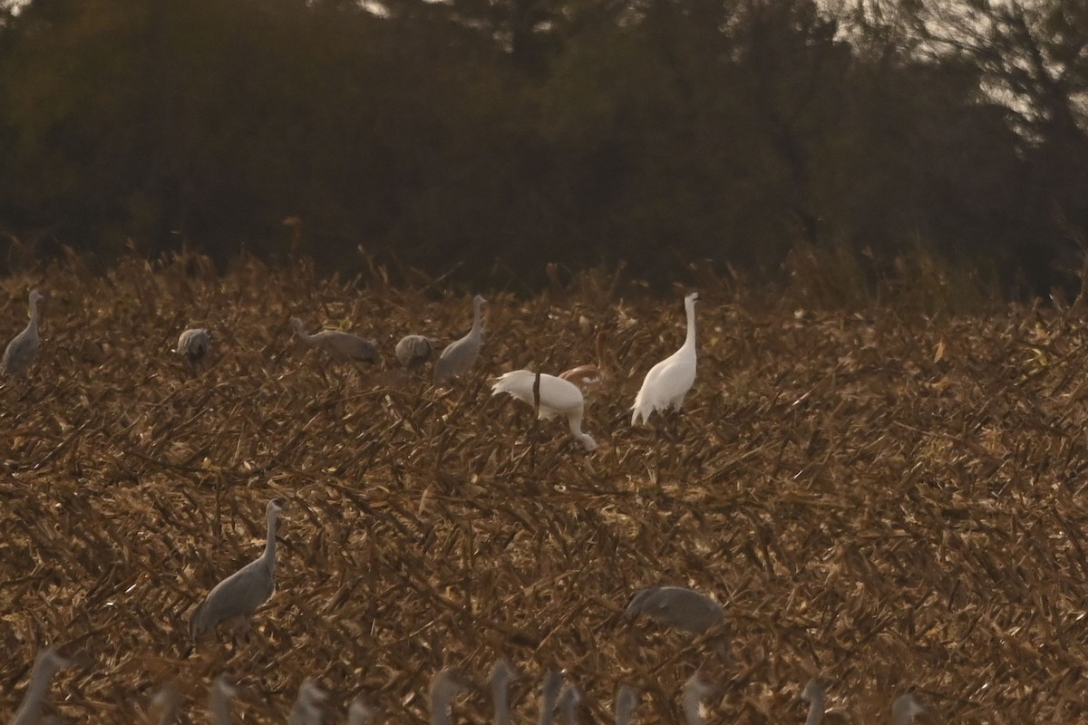 trompettrane - ML645093771