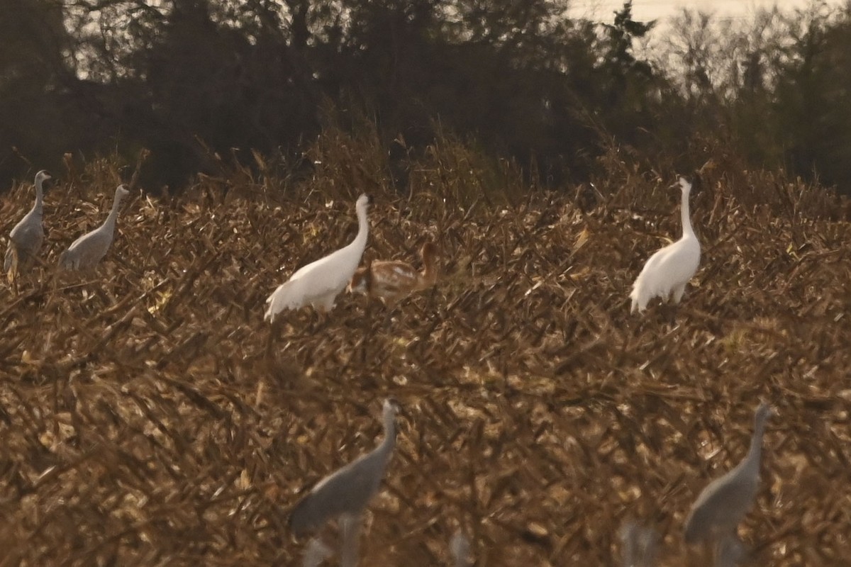 trompettrane - ML645093772