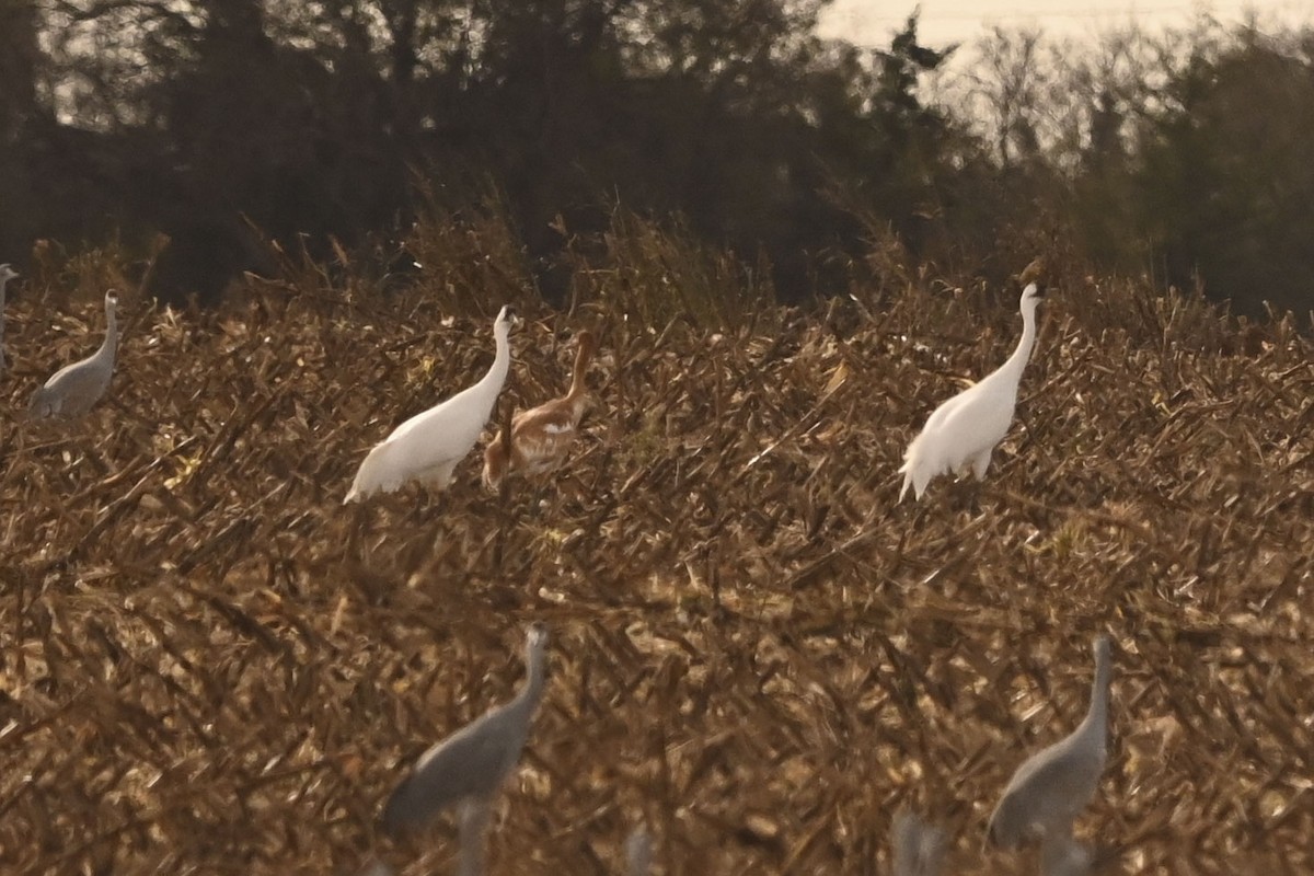 trompettrane - ML645093773