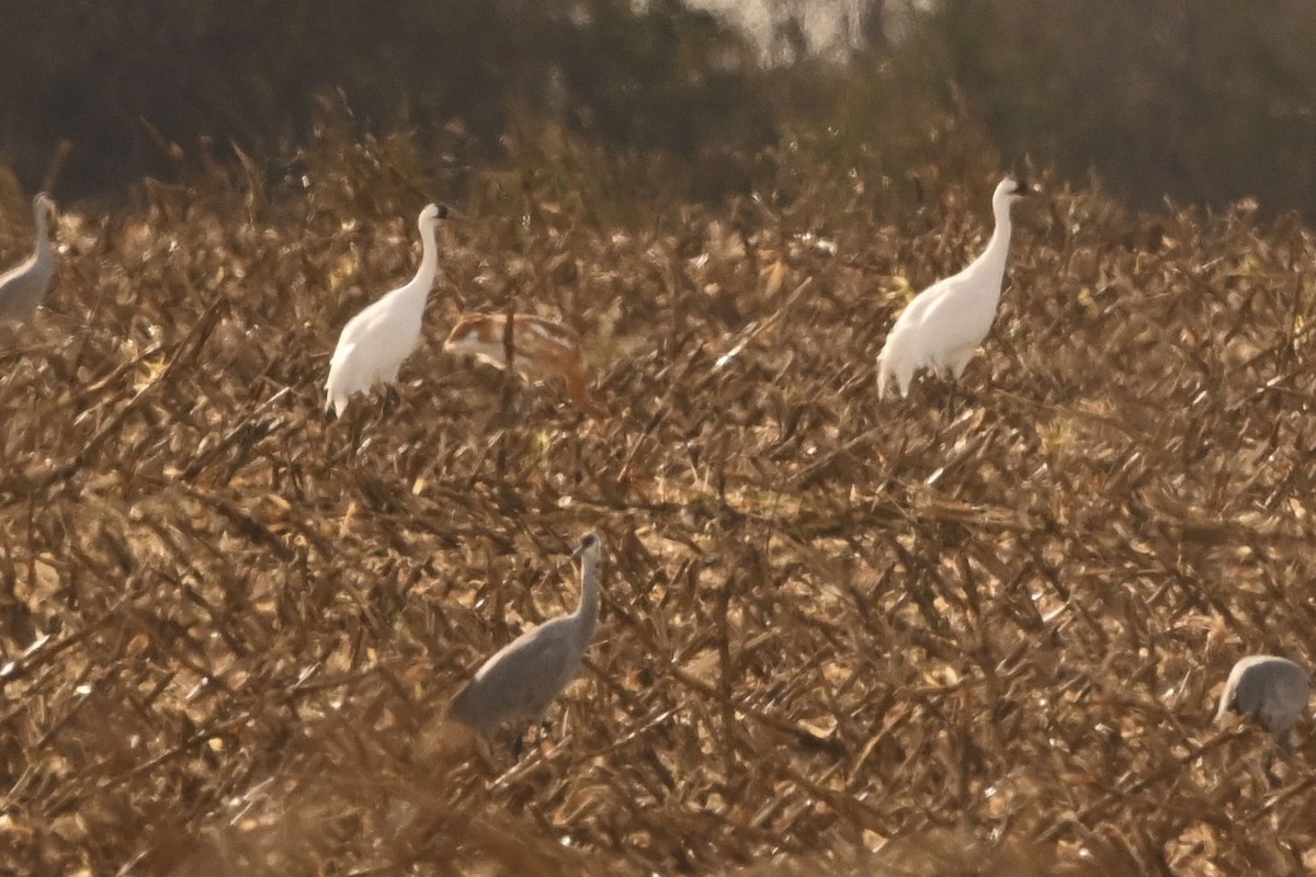 trompettrane - ML645093774