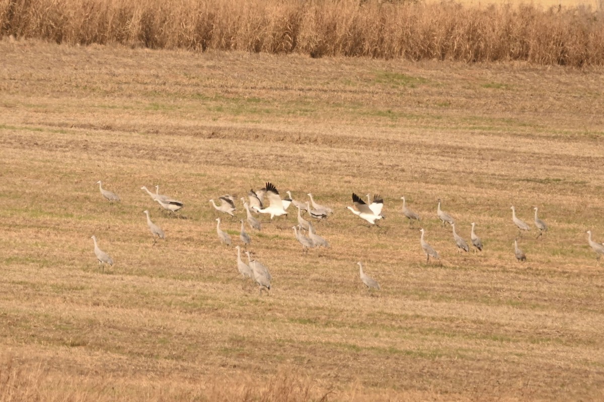 trompettrane - ML645093775