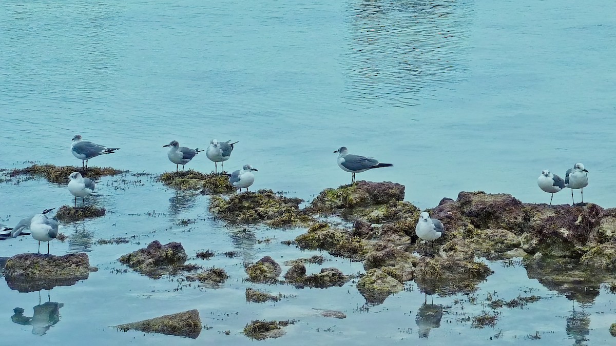 Gaviota Guanaguanare - ML645093782