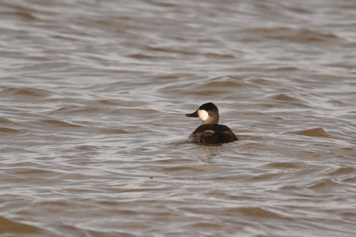 Malvasía Canela - ML645093784