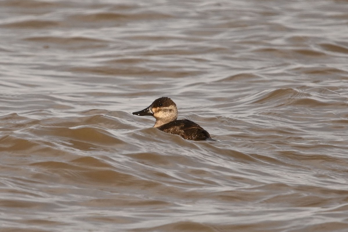 Malvasía Canela - ML645093785