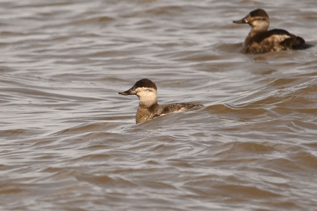 Malvasía Canela - ML645093786