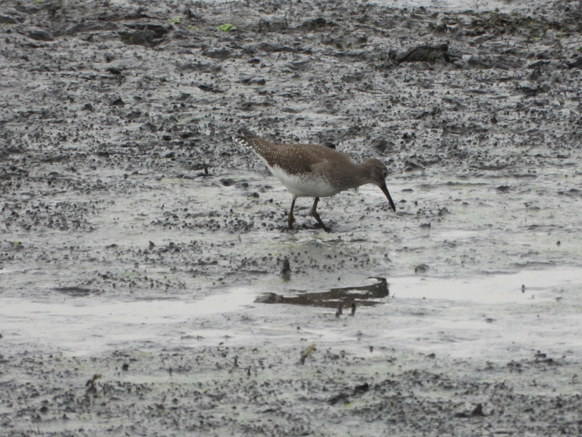 Andarríos Solitario - ML645093787