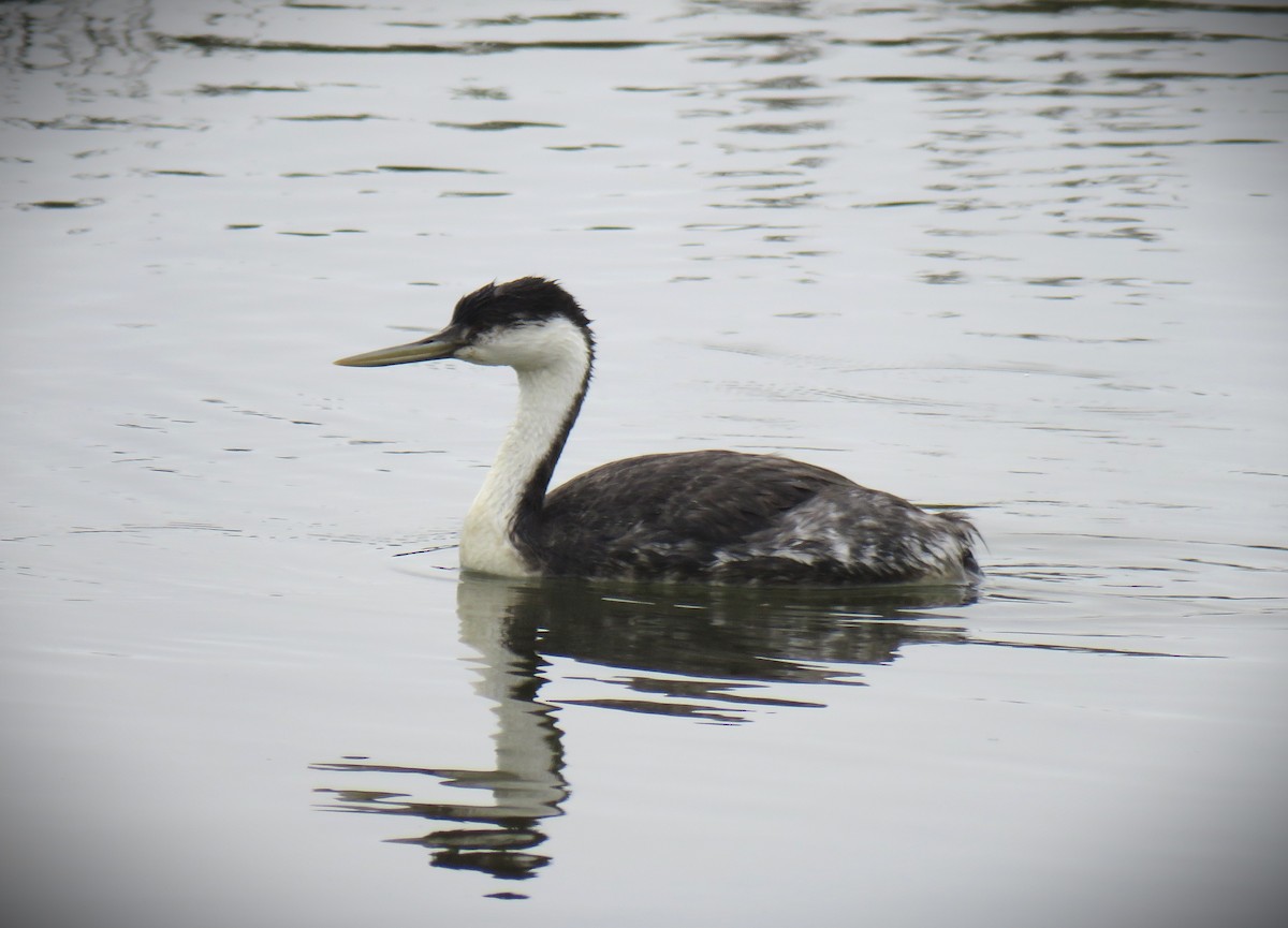 Achichilique Común - ML645093788