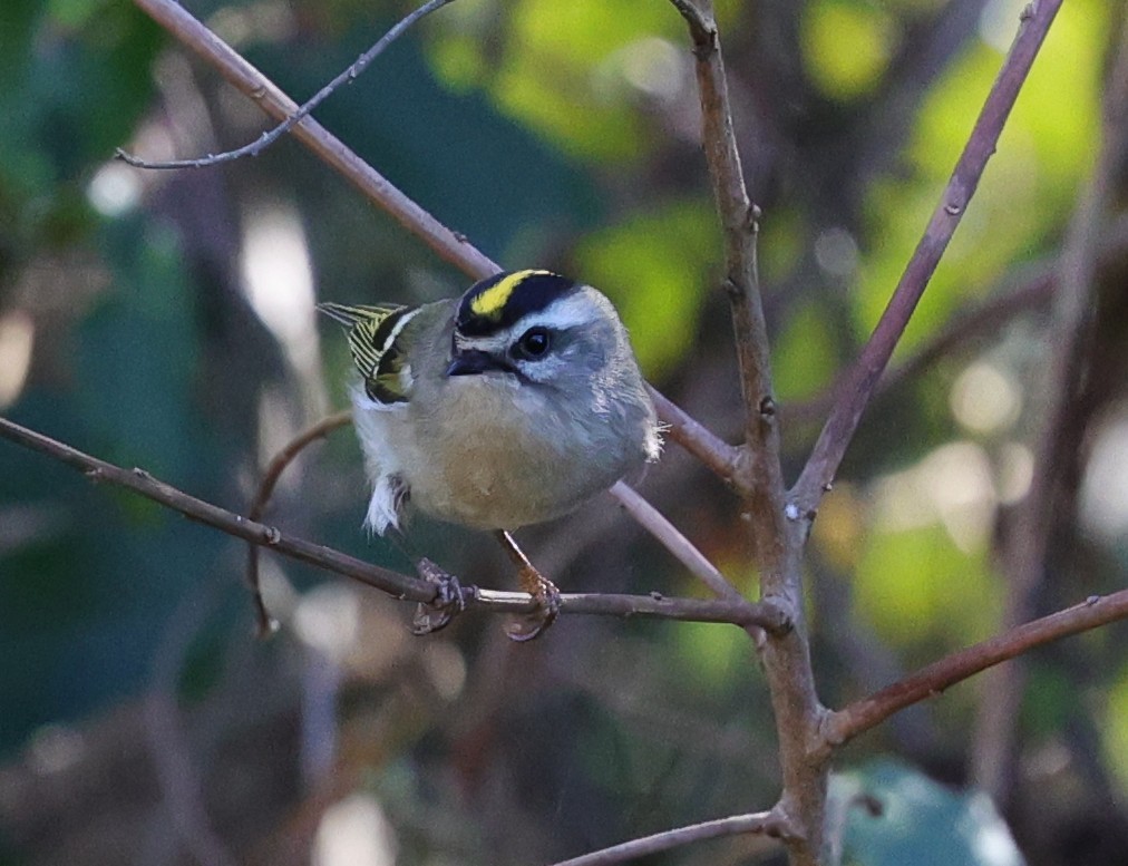 Reyezuelo Sátrapa - ML645093789