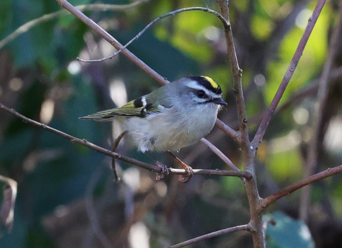 Reyezuelo Sátrapa - ML645093791