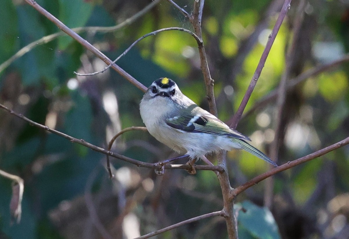 Reyezuelo Sátrapa - ML645093792