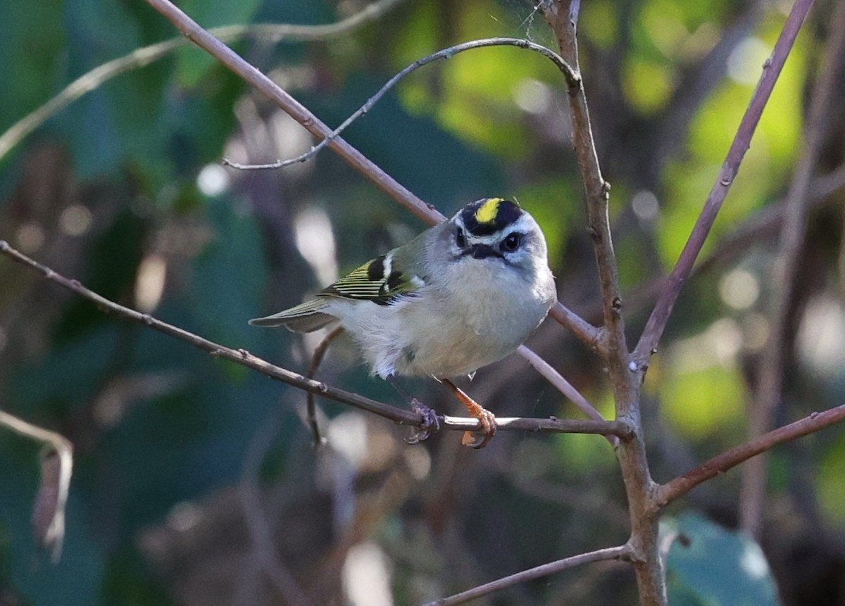 Reyezuelo Sátrapa - ML645093793