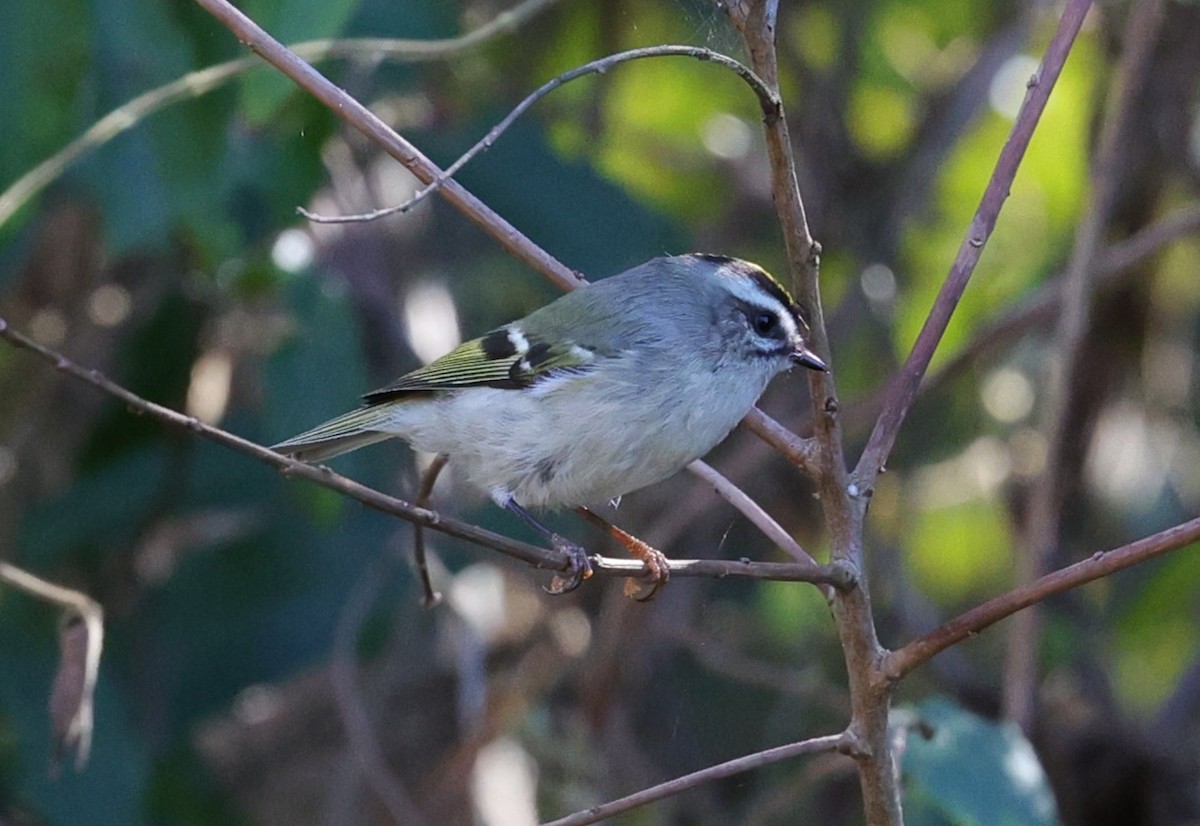 Reyezuelo Sátrapa - ML645093794