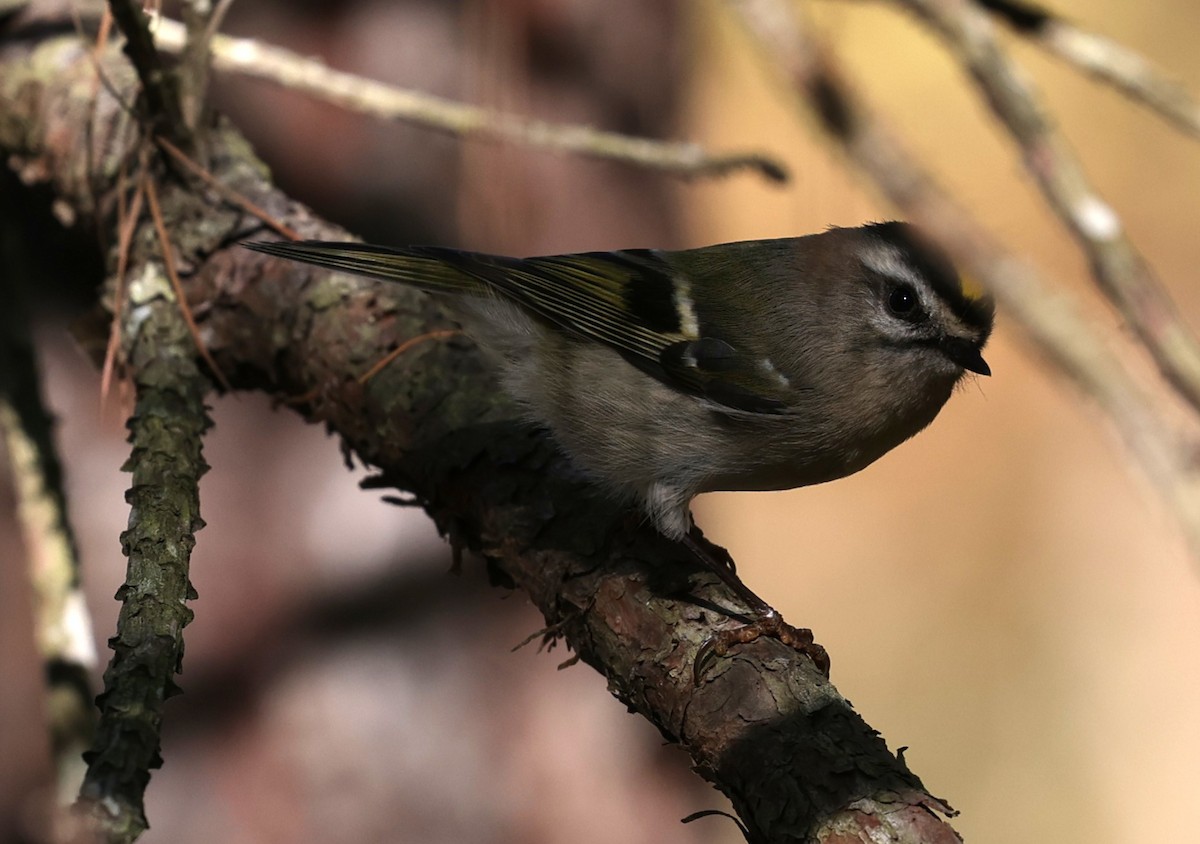 Reyezuelo Sátrapa - ML645093795