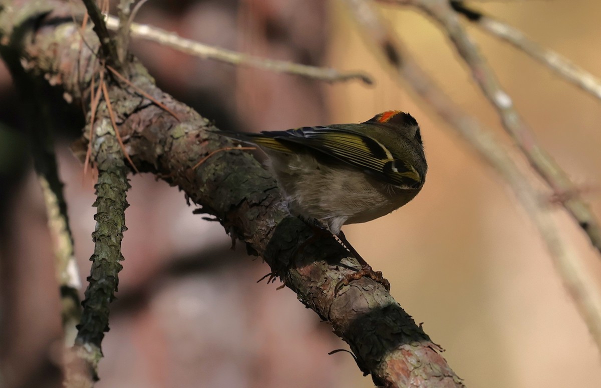 Reyezuelo Sátrapa - ML645093797