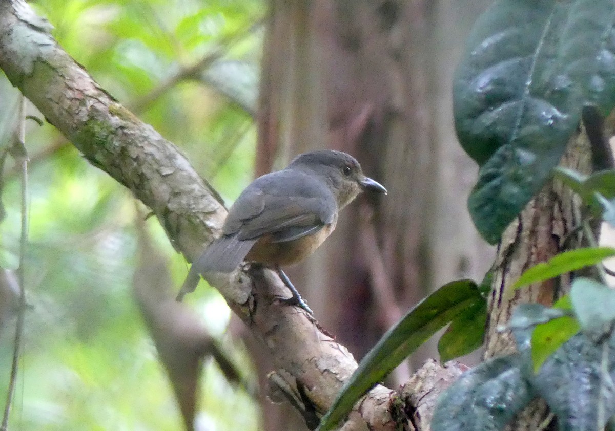 Picanzo de Bower - ML645093799