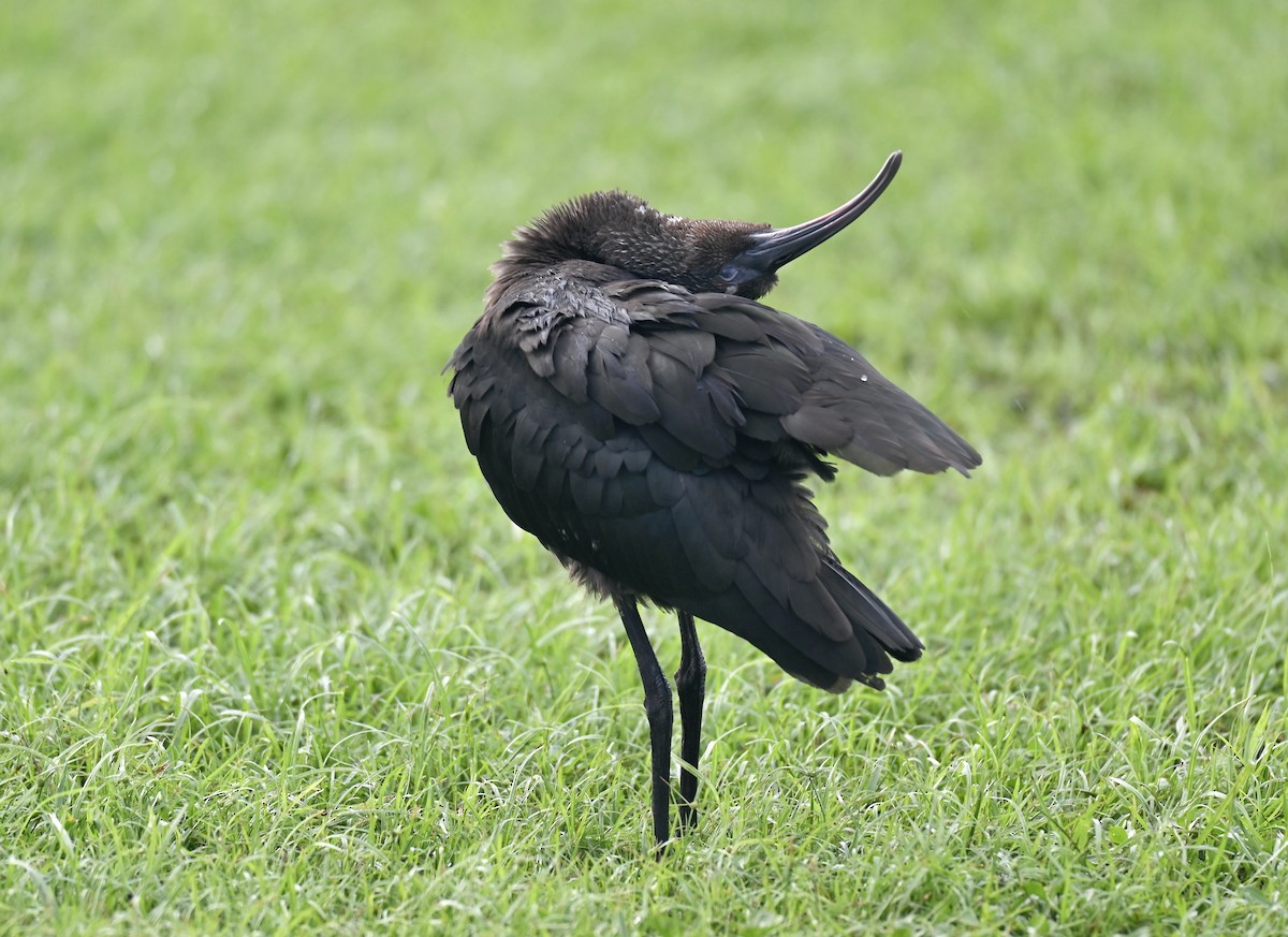 Morito Común - ML645093800