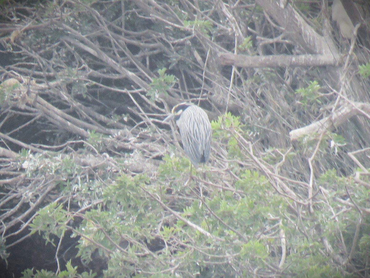 Martinete Coronado - ML645093803