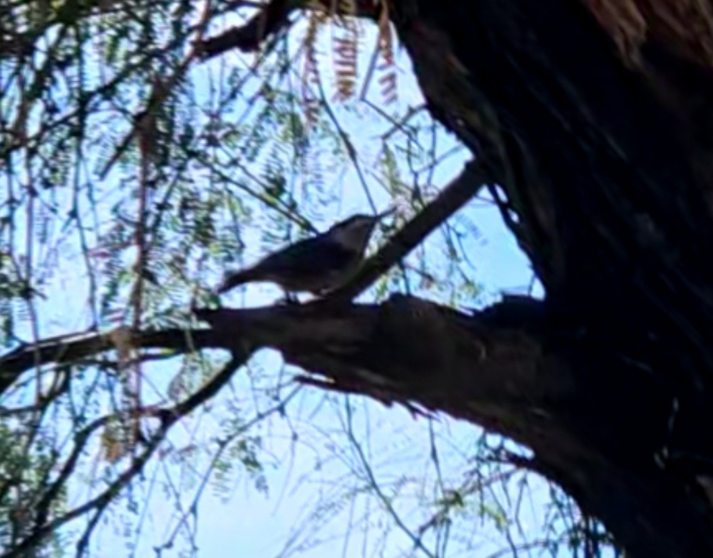 Trepador Pechiblanco - ML645093808