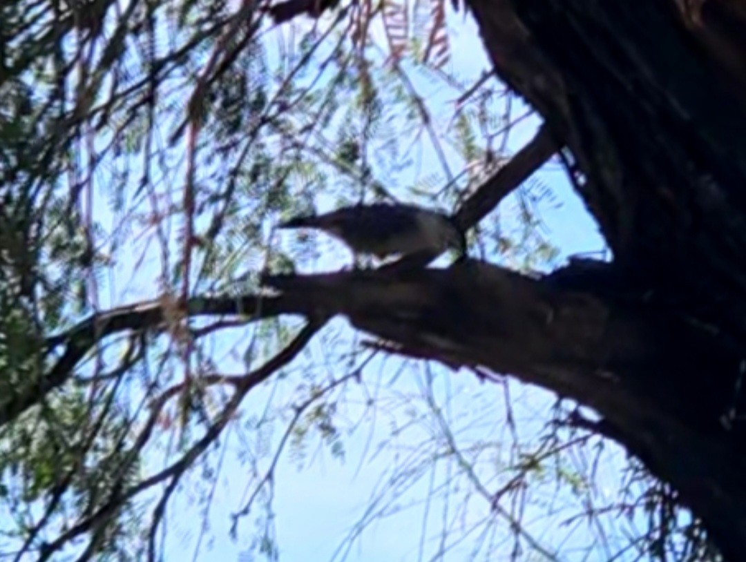 Trepador Pechiblanco - ML645093809