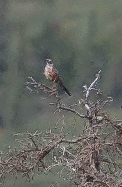 Zorzal Americano - ML645093810