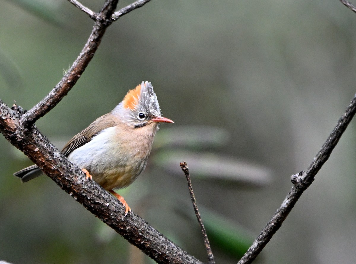Yuhina Ventrirrufa - ML645093816