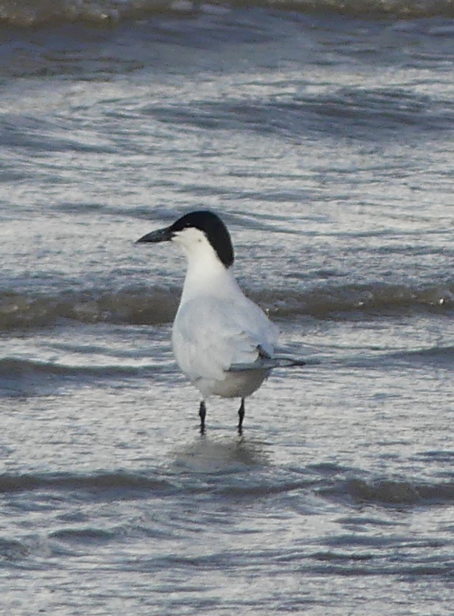 Pagaza Australiana - ML645093817