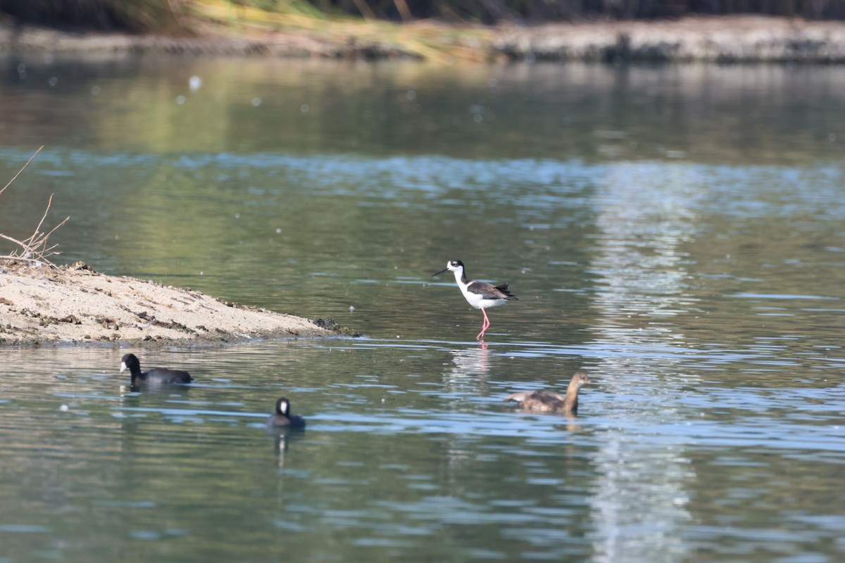 Cigüeñuela Cuellinegra - ML645093818