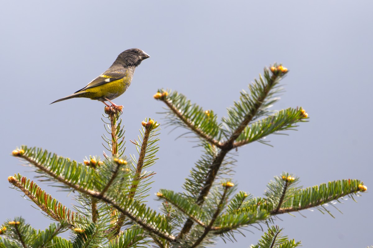 White-winged Grosbeak - ML645093820