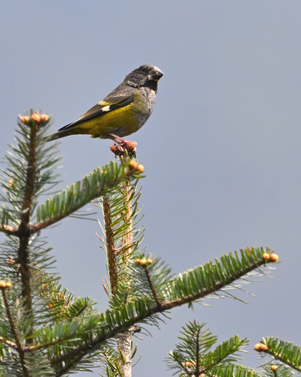 White-winged Grosbeak - ML645093821