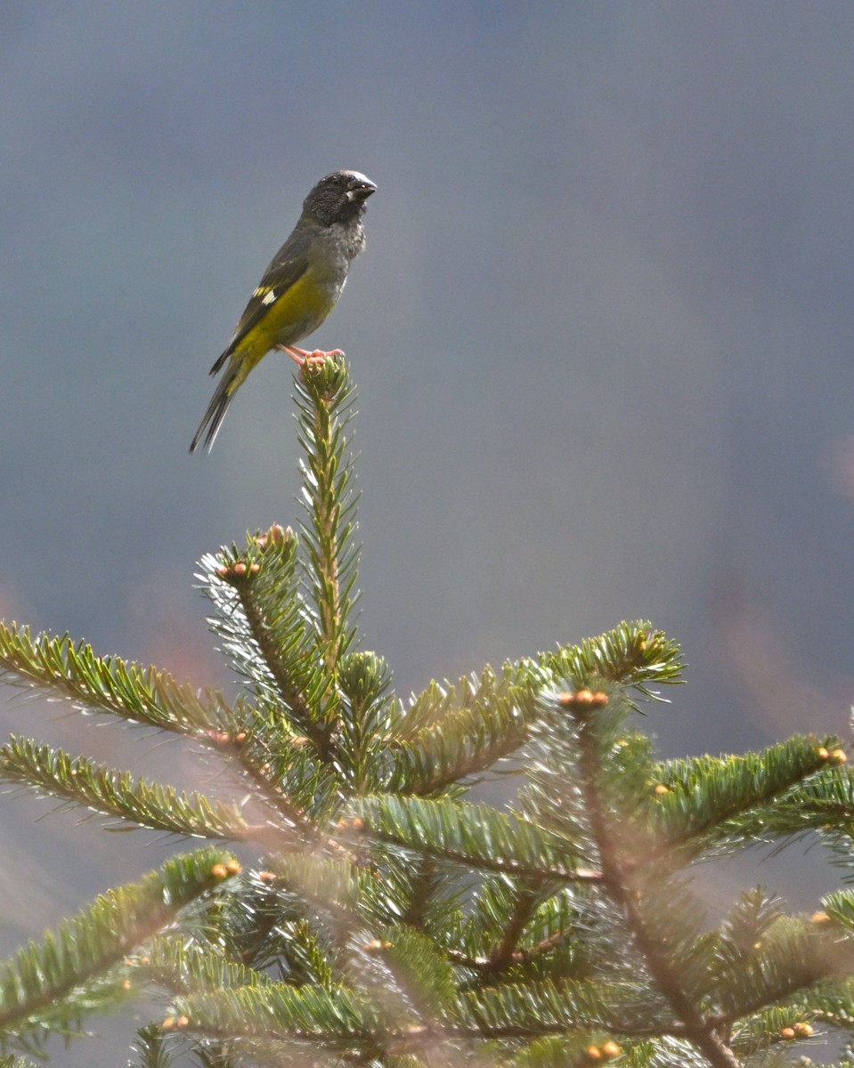 White-winged Grosbeak - ML645093822