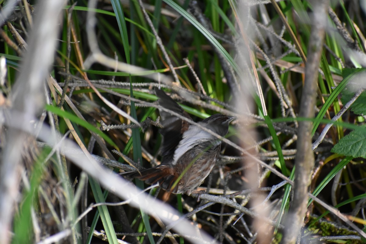 Chingolo Cantor - ML645093823