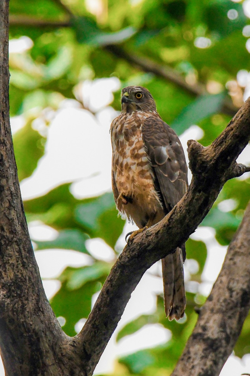 Gavilán Chikra - ML645093824