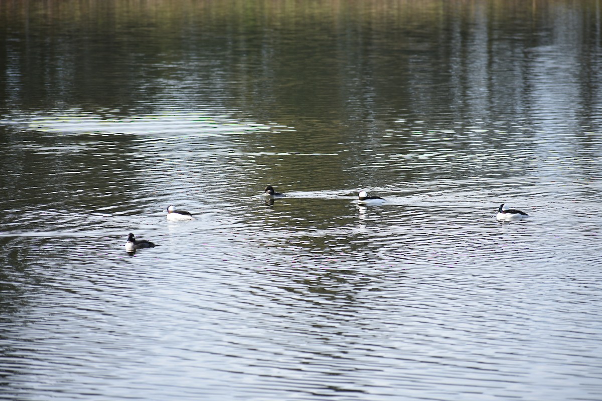 Гоголь-головастик - ML645093829