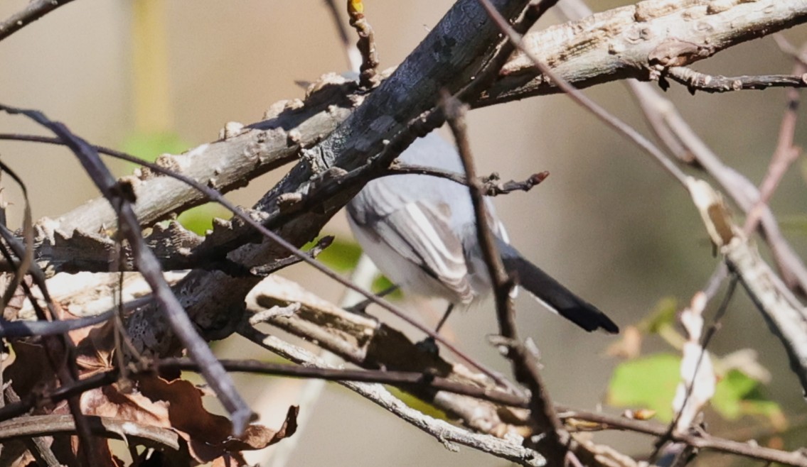 Комароловка сиза - ML645093830