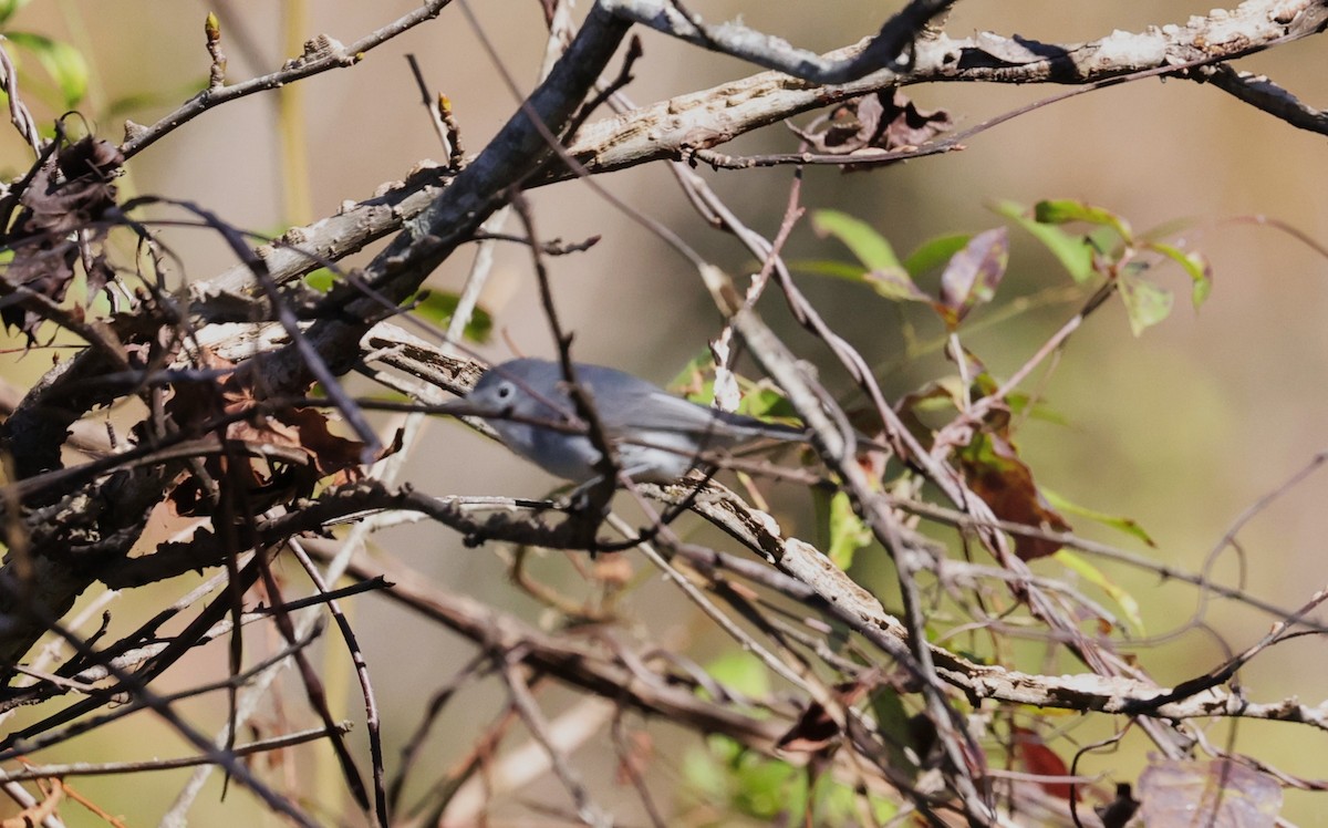 Комароловка сиза - ML645093831