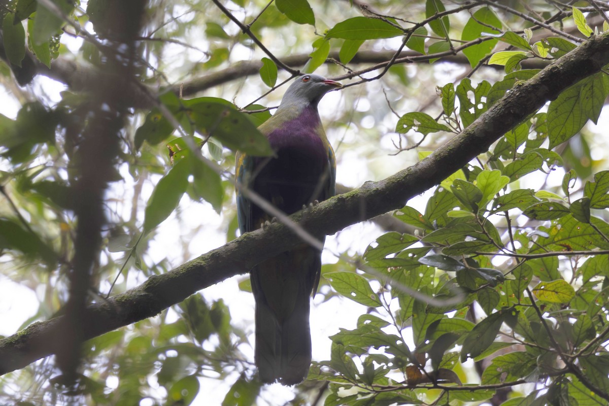 holub čarokrásný - ML645093832