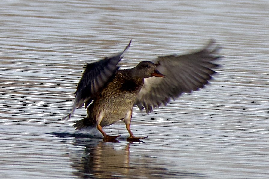 Canard chipeau - ML645093853