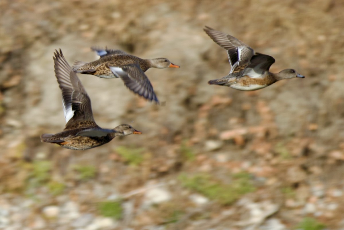 Canard chipeau - ML645093854