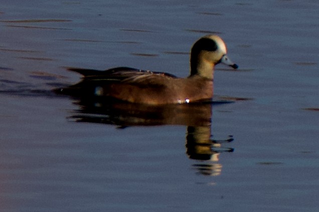 葡萄胸鴨 - ML645093864