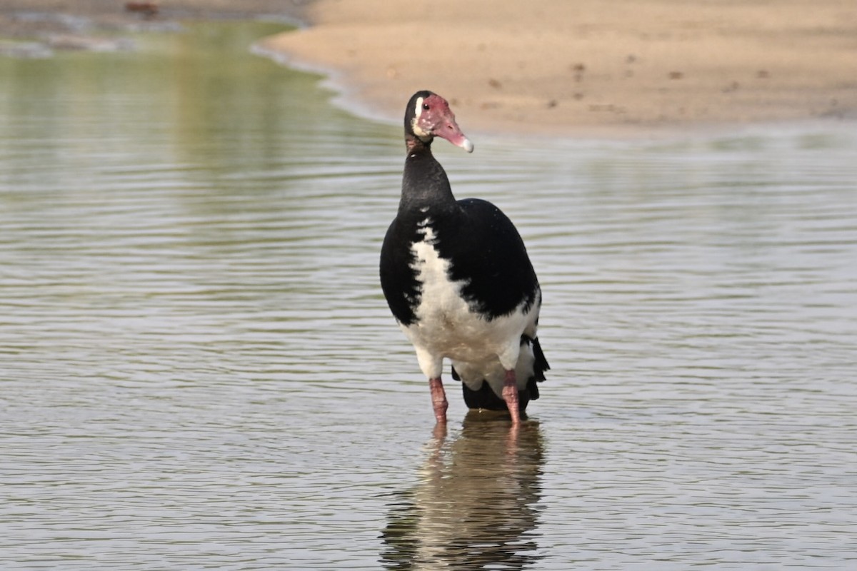 Spur-winged Goose - ML645093871