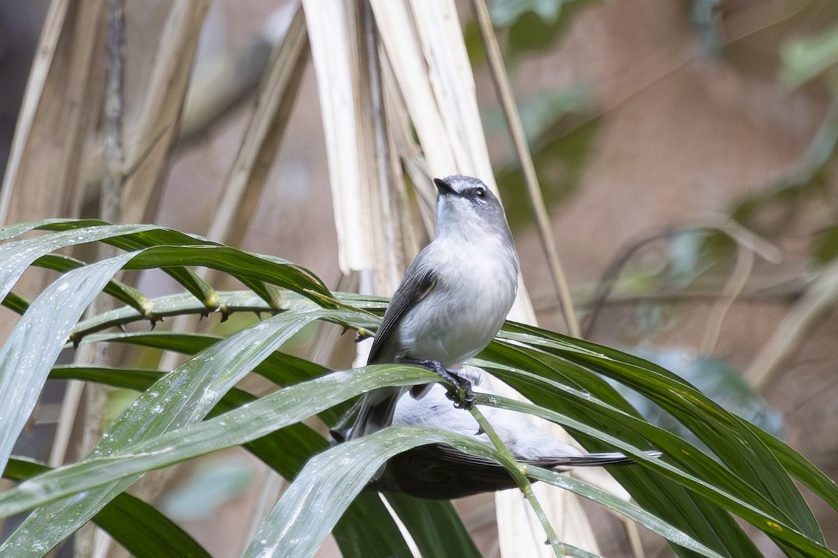 チャイロセンニョムシクイ - ML645093873