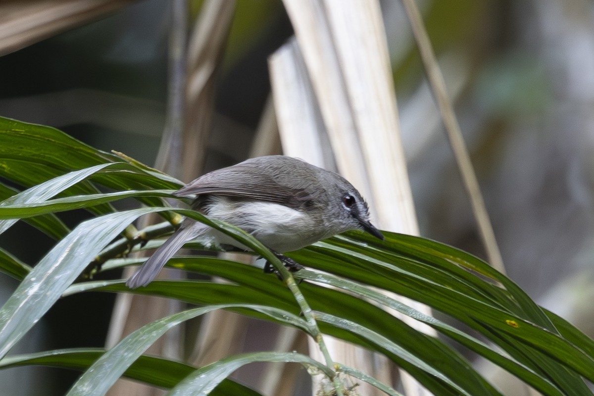 チャイロセンニョムシクイ - ML645093874