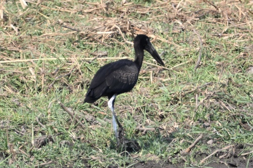 クロスキハシコウ - ML645093887