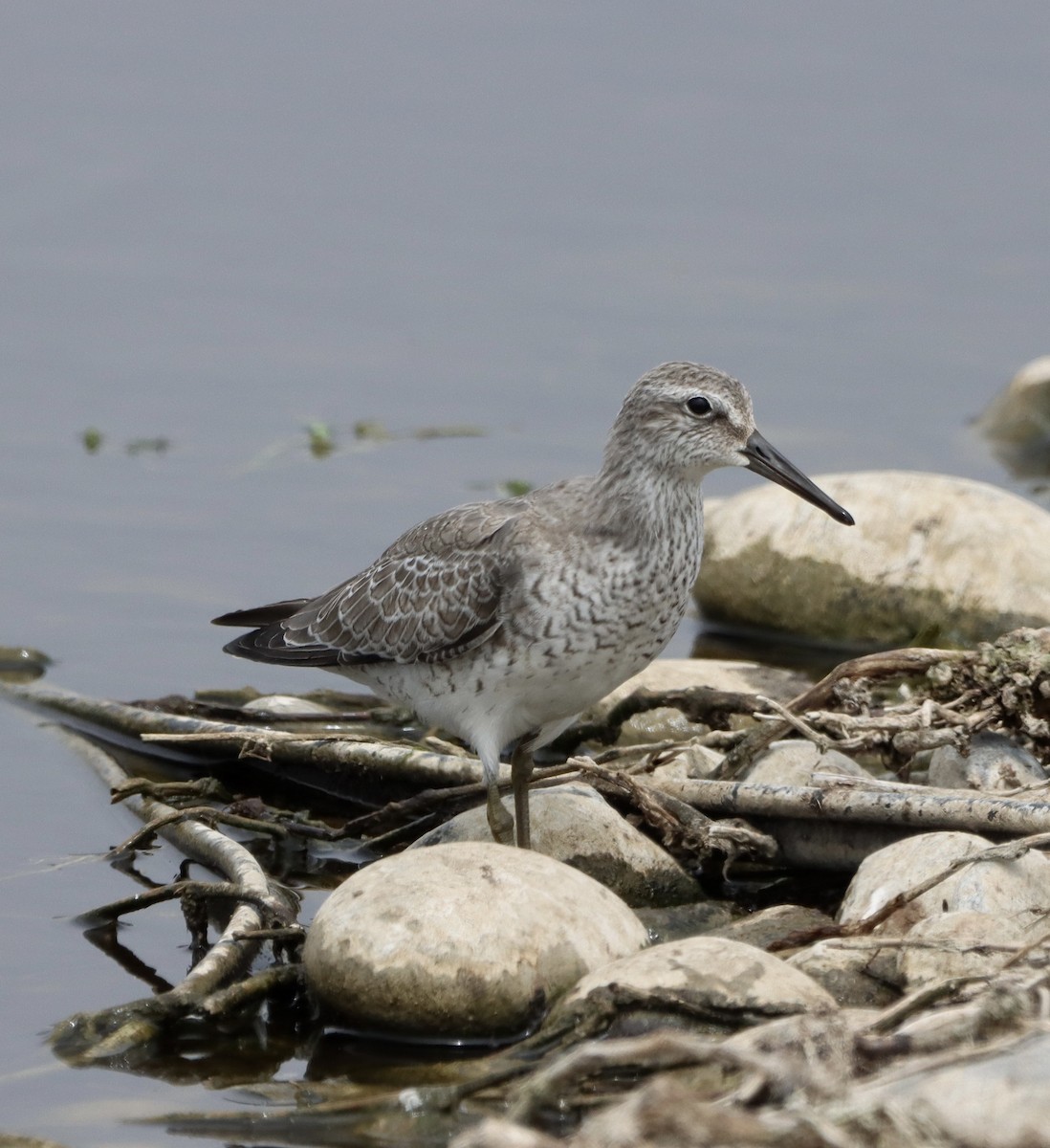 Red Knot - ML645093894