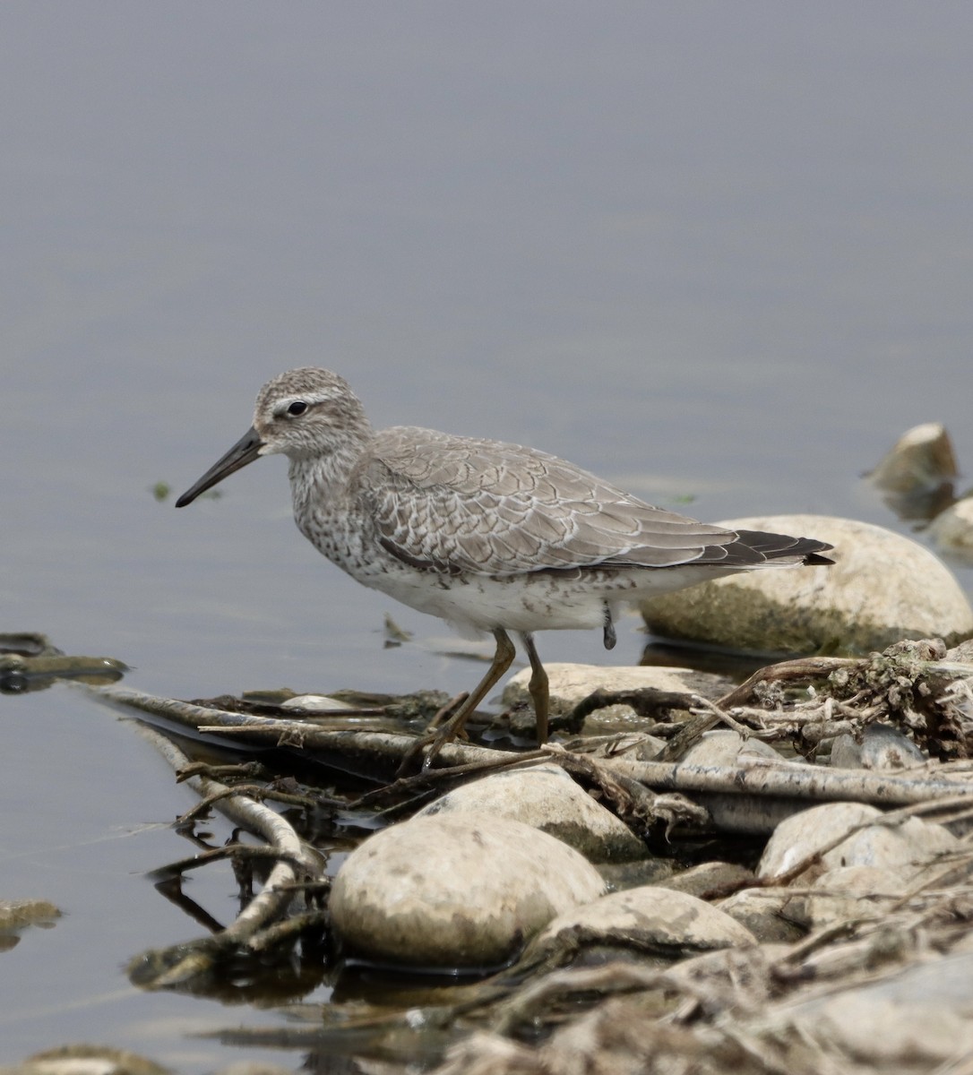 Red Knot - ML645093895