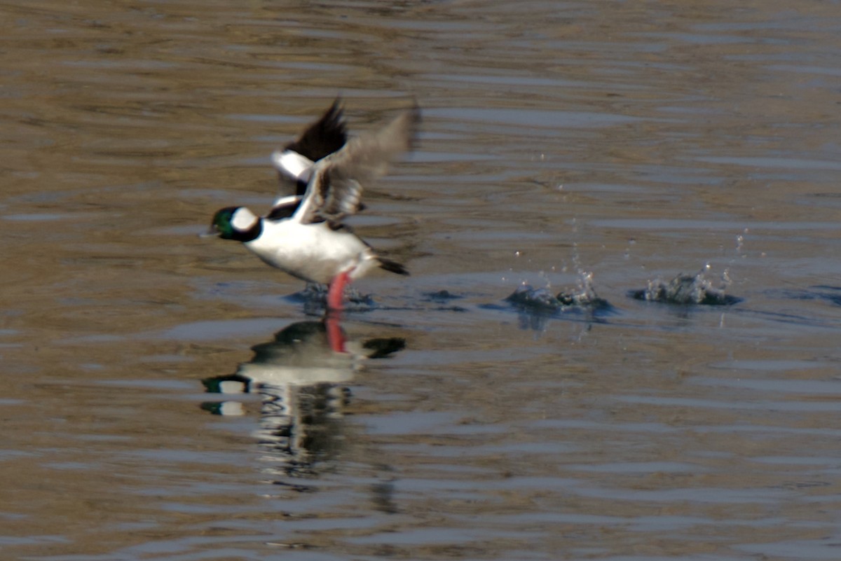 Гоголь-головастик - ML645093899