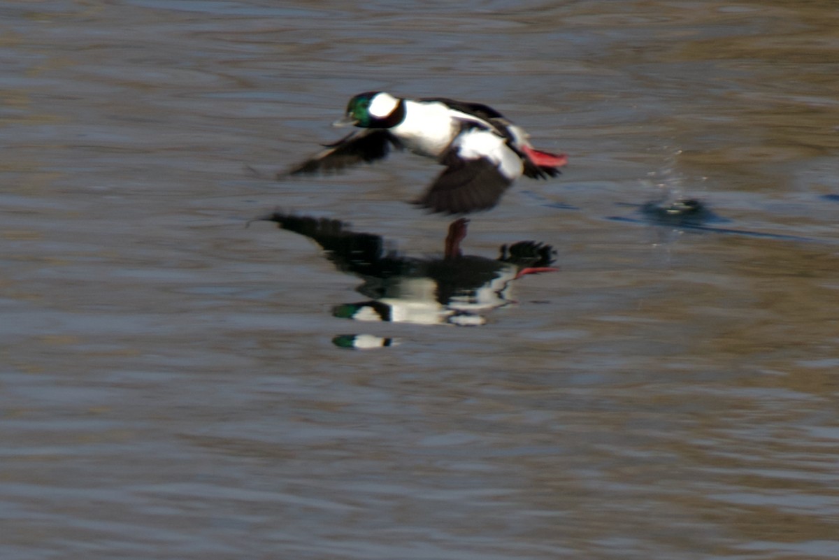 Гоголь-головастик - ML645093900