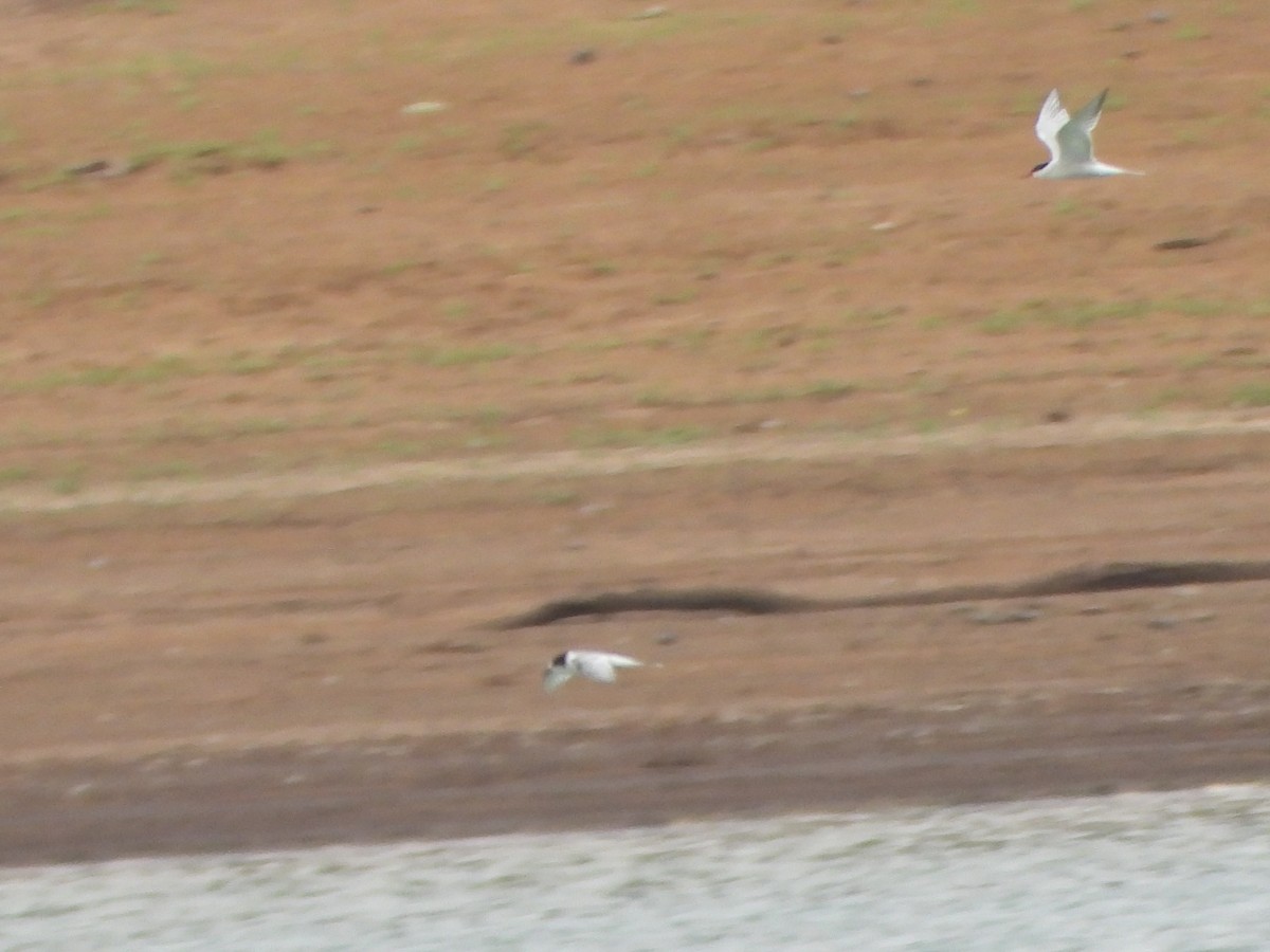 rybák obecný - ML645093902